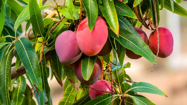 Mango Tree Maintenance