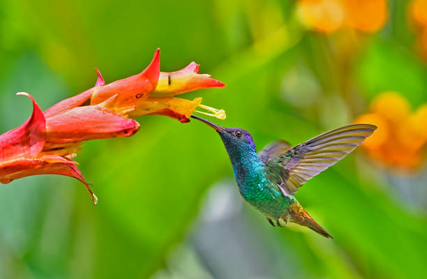 Pollinator Gardens