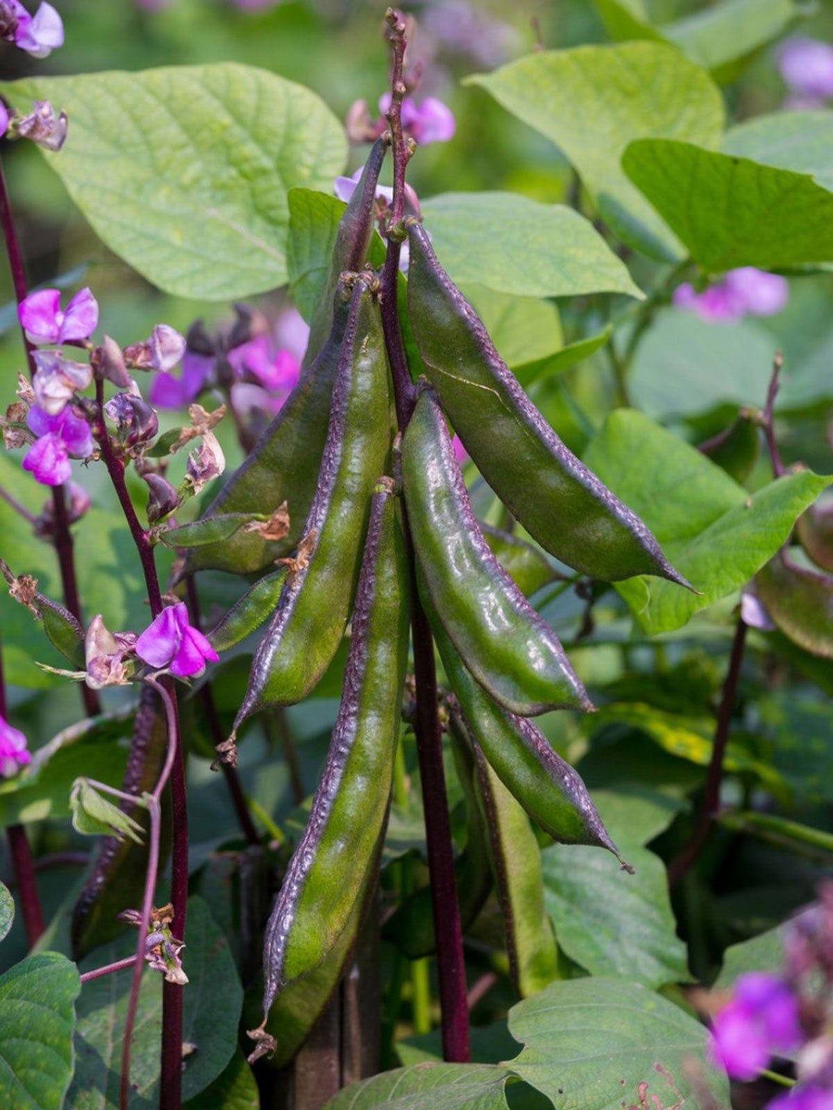 hyacinth bean cultivation