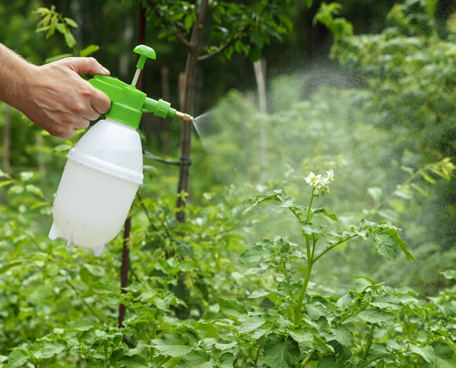 Natural Pesticides for Plants
