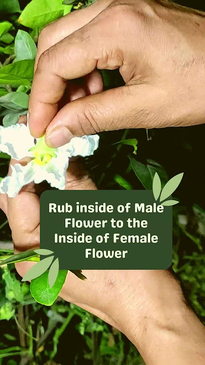 Hand-Pollination