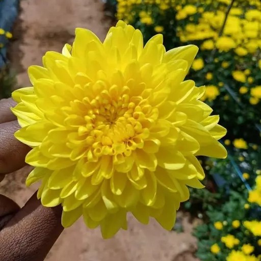 Chrysanthemum