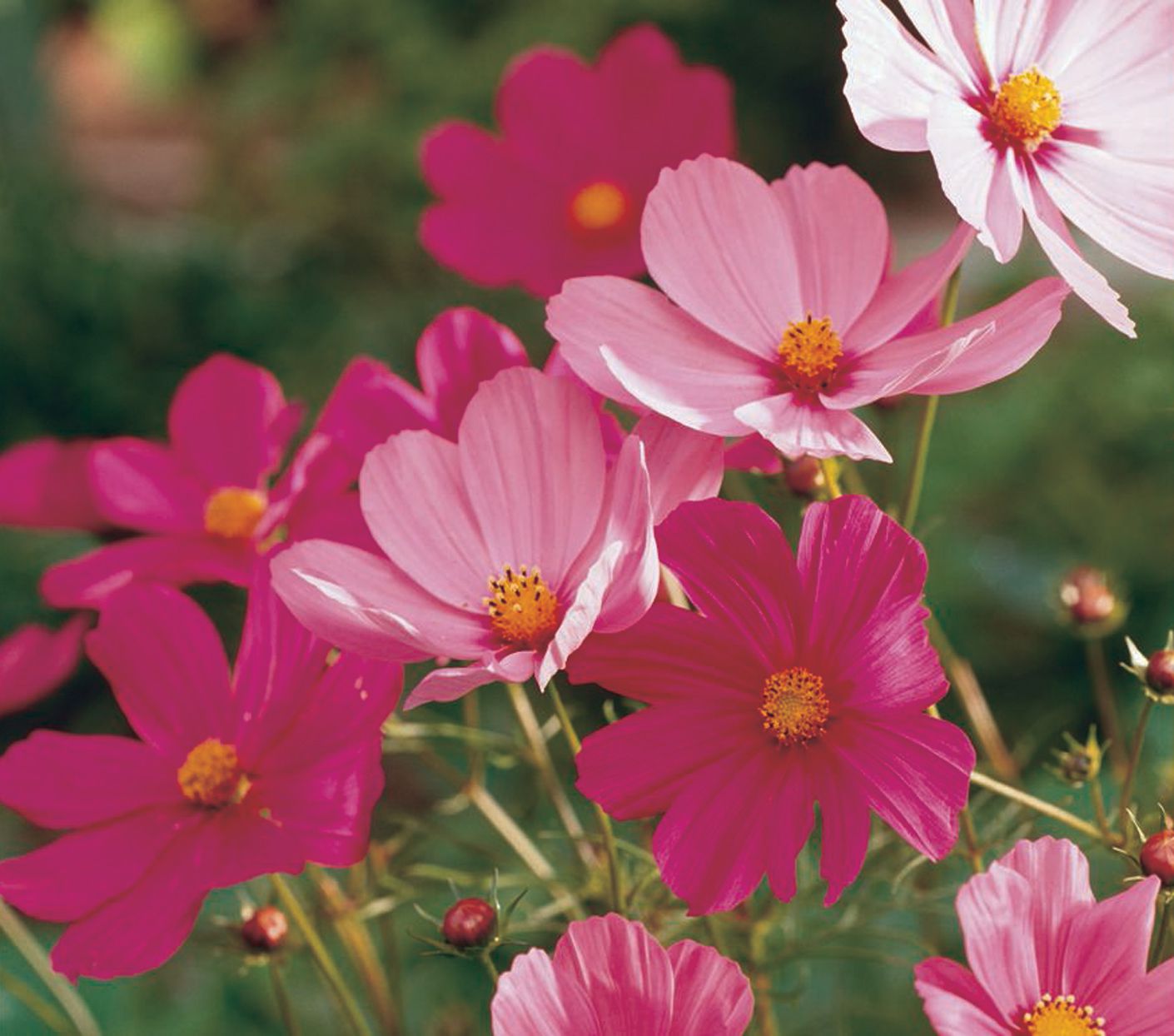 Cosmos