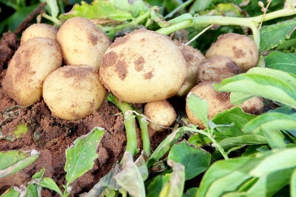 Potato Pests and Diseases 