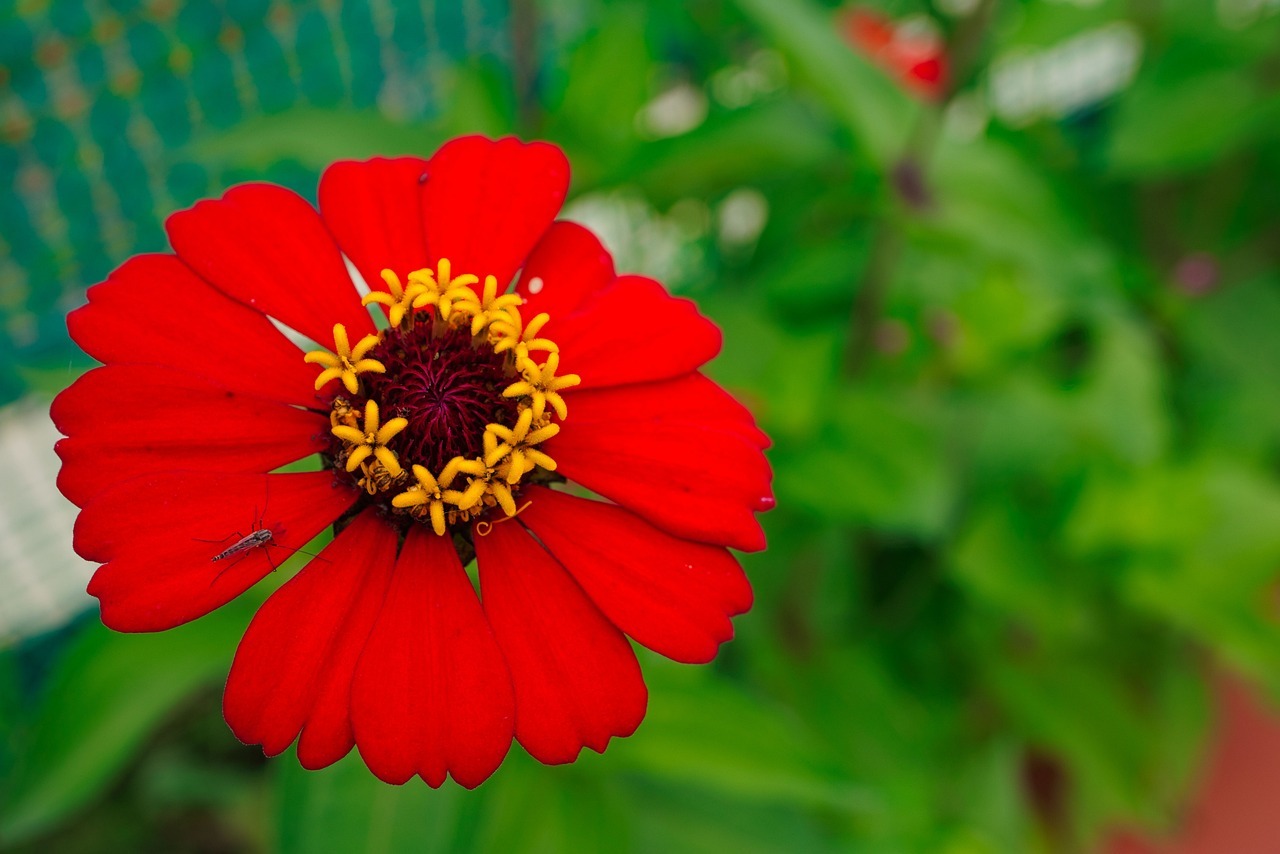 Zinnia Flower