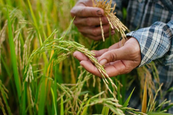 Rice Cultivation - Farming Methods, Tips & High Yield