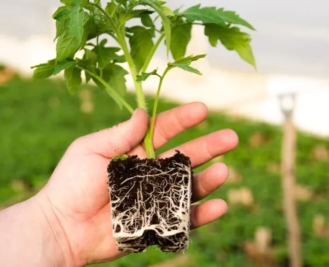 Hydroponics diseases