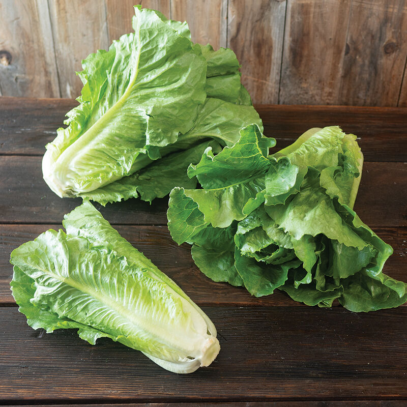Lettuce Salad
