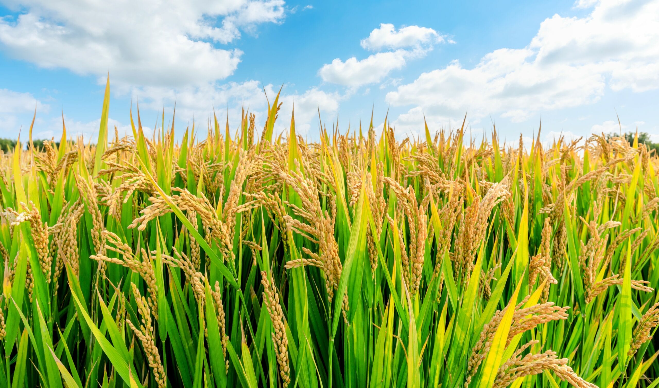 Rice Cultivation