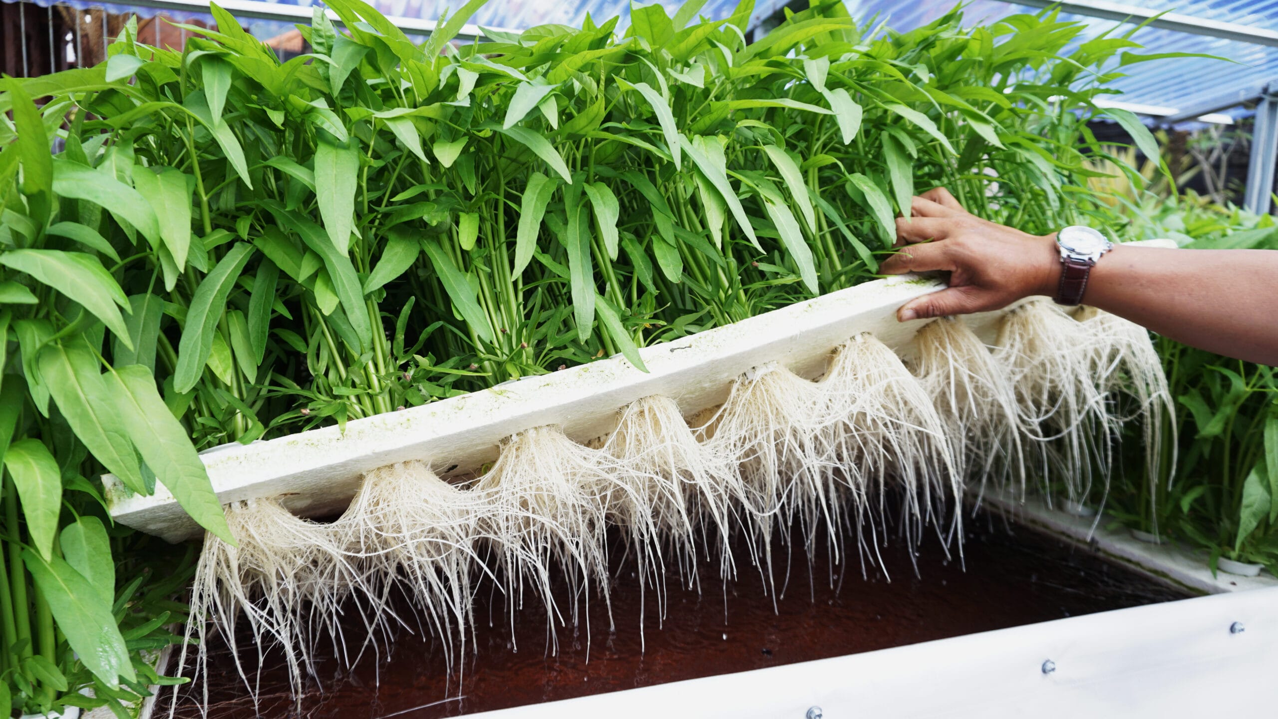Hydroponic Farming