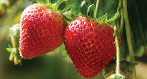 Growing Strawberries in Your Home Garden