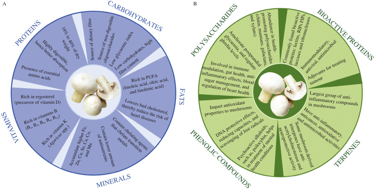 Mushrooms: Tiny But Nutrient-Loaded