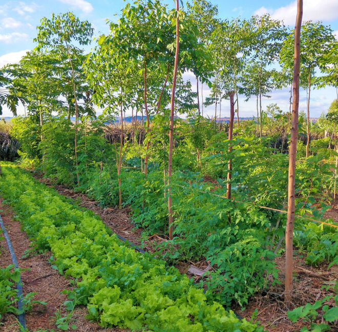 Forest Farming