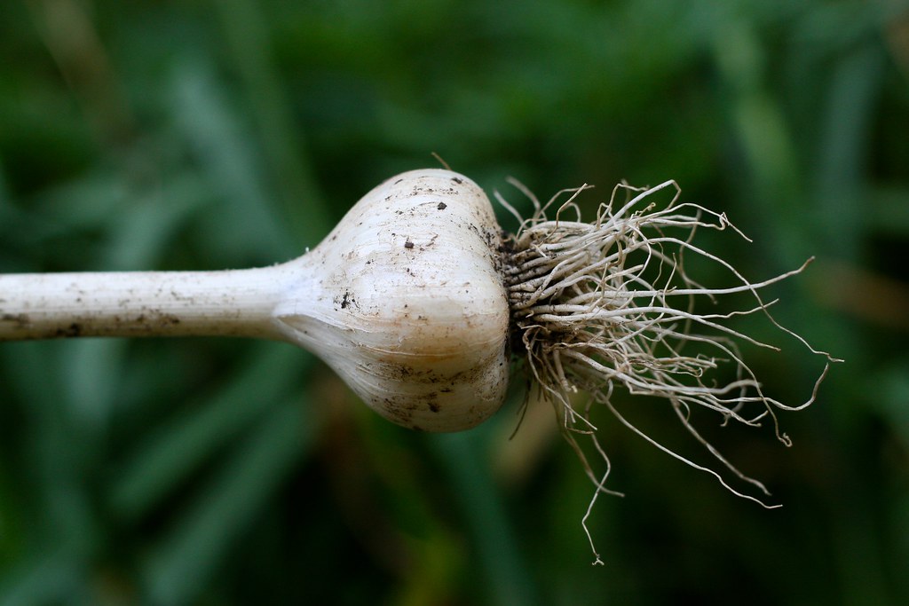 How to Grow Garlic from Garlic
