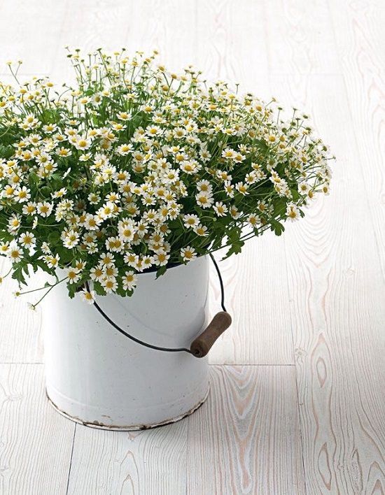Picking the Right Pot for Your Chamomile