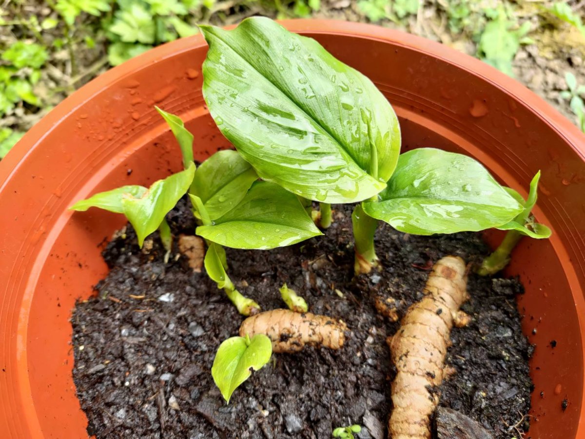 growing turmeric