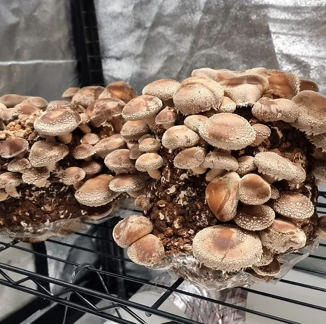 how to grow a mushroom farm