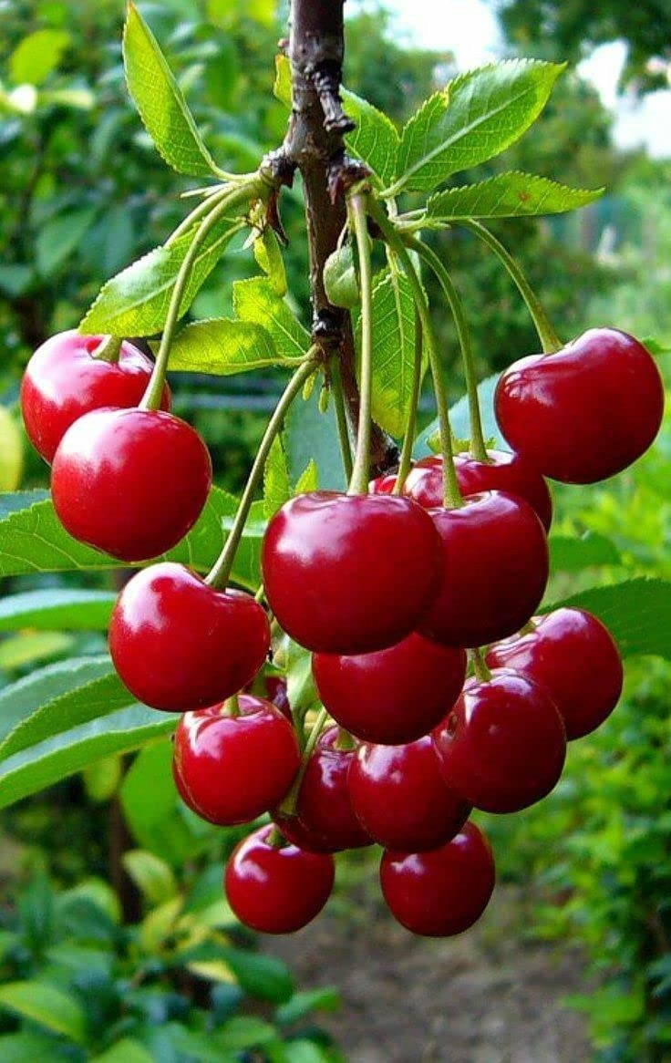 Growing Cherries