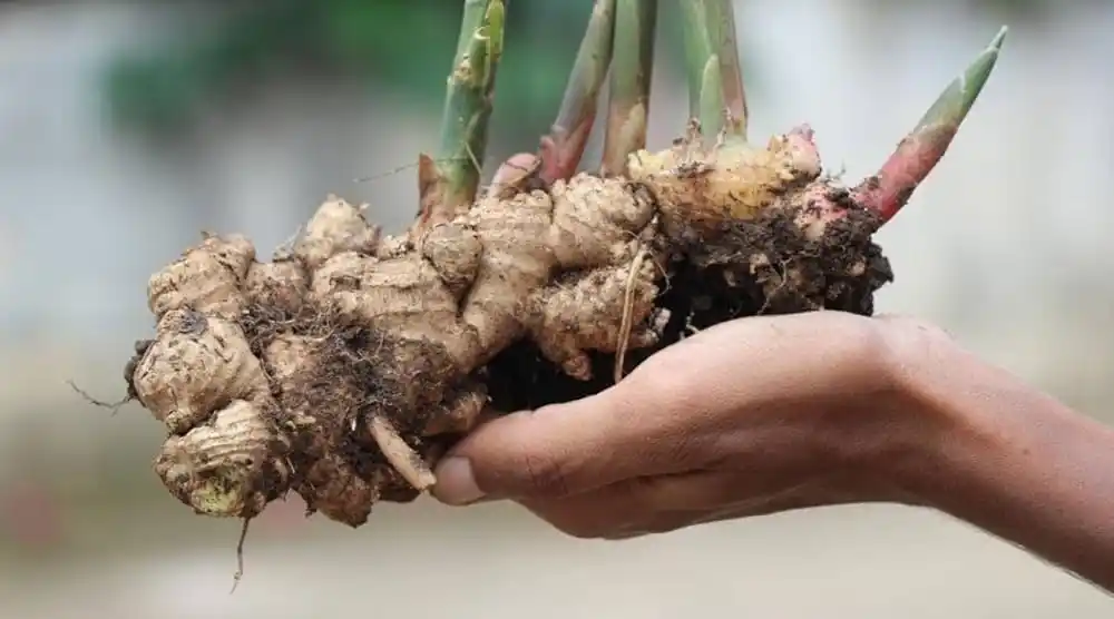 Grow Ginger at Home
