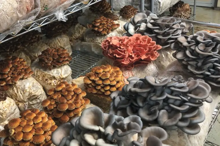 how to grow a mushroom farm