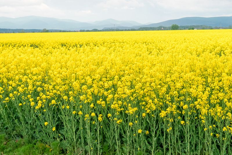 Mustard Crop Cultivation