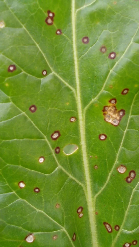 Sugar Beet Cultivation