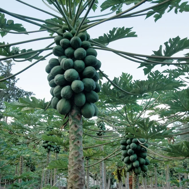 Papaya