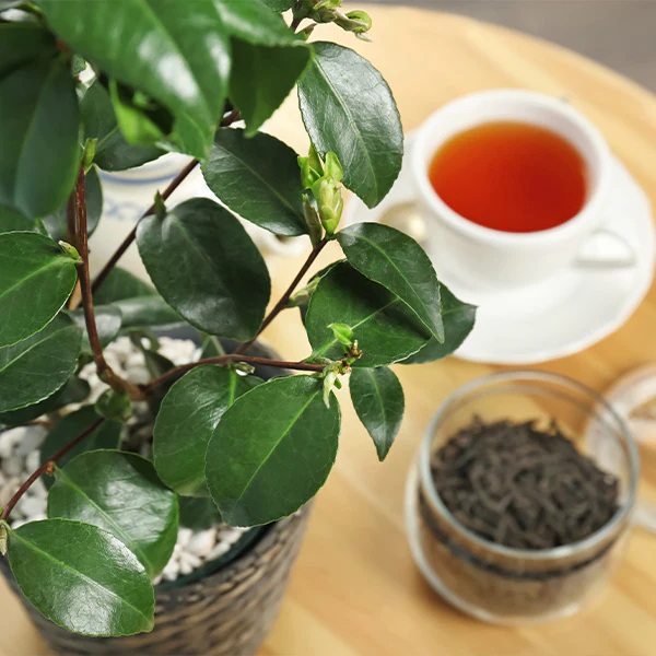 How to Grow Tea