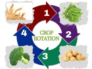crop rotation