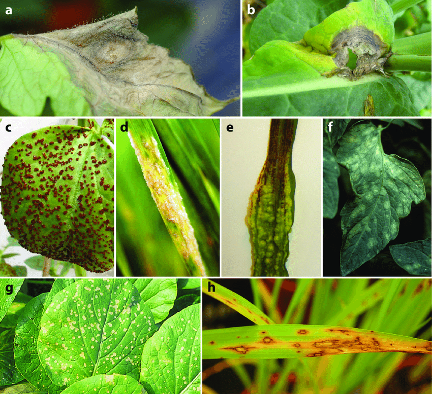 Fungal Diseases of Plants