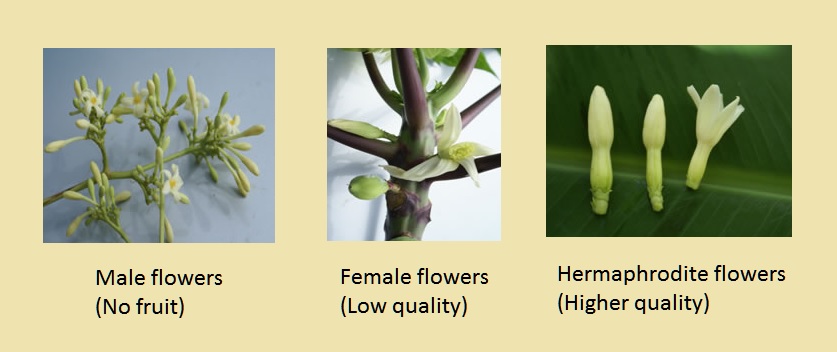 Male, Female, Hermaphrodite