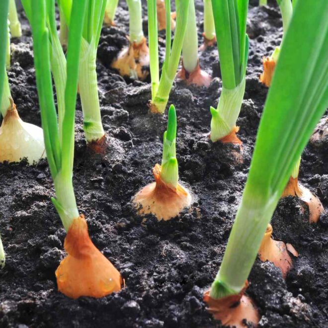How to Grow Onions