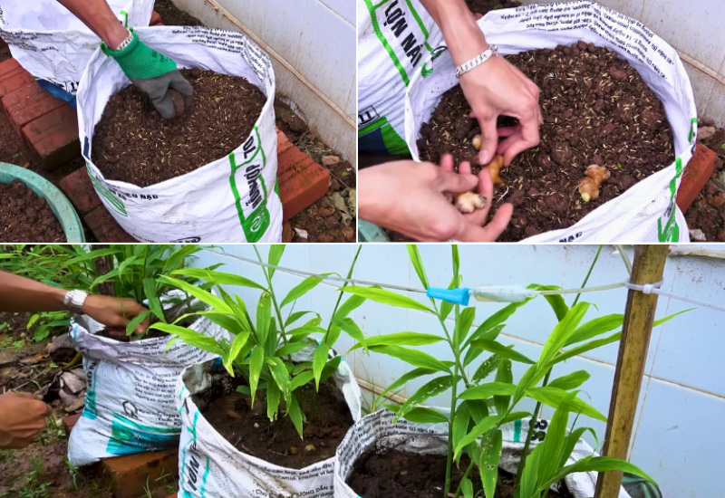 Grow Ginger at Home