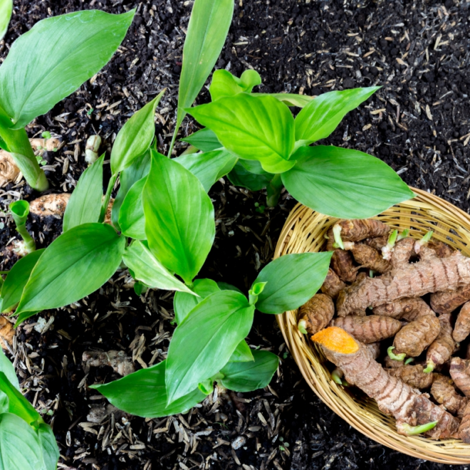 Growing Turmeric