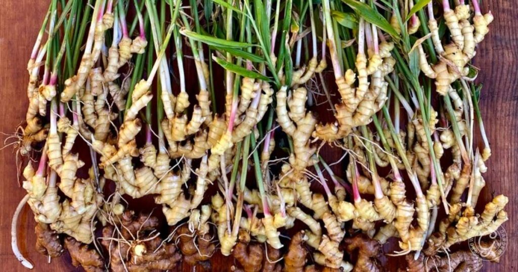 Grow Ginger at Home