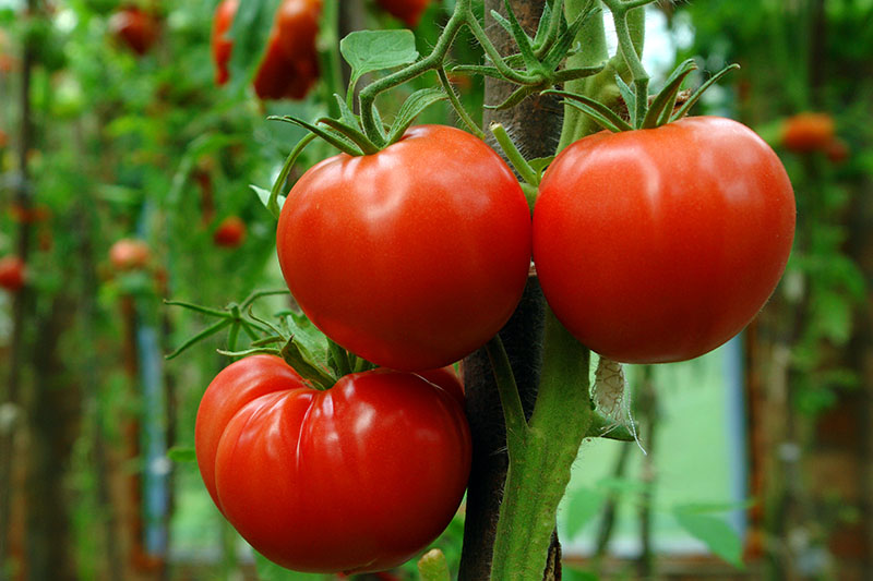 How to Grow Tomatoes
