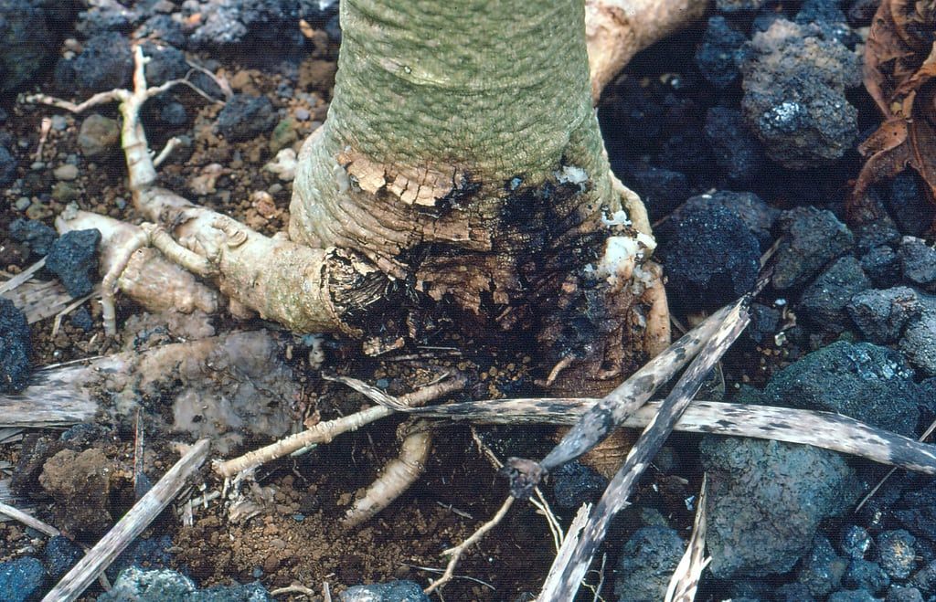 Root Rot