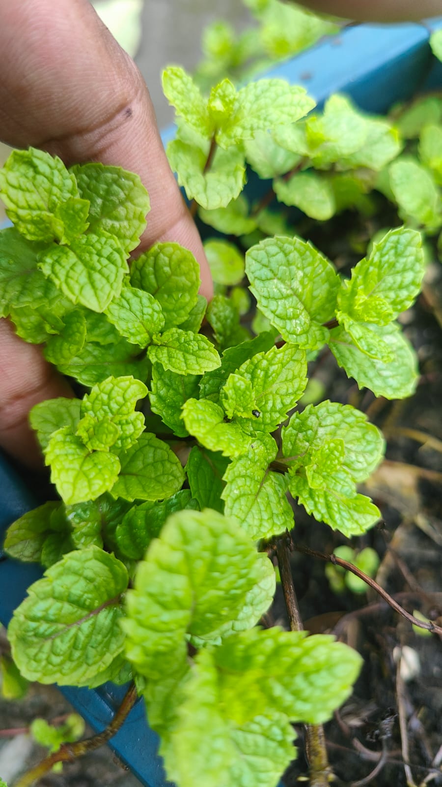Mint