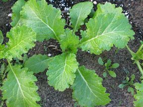 Mustard Greens