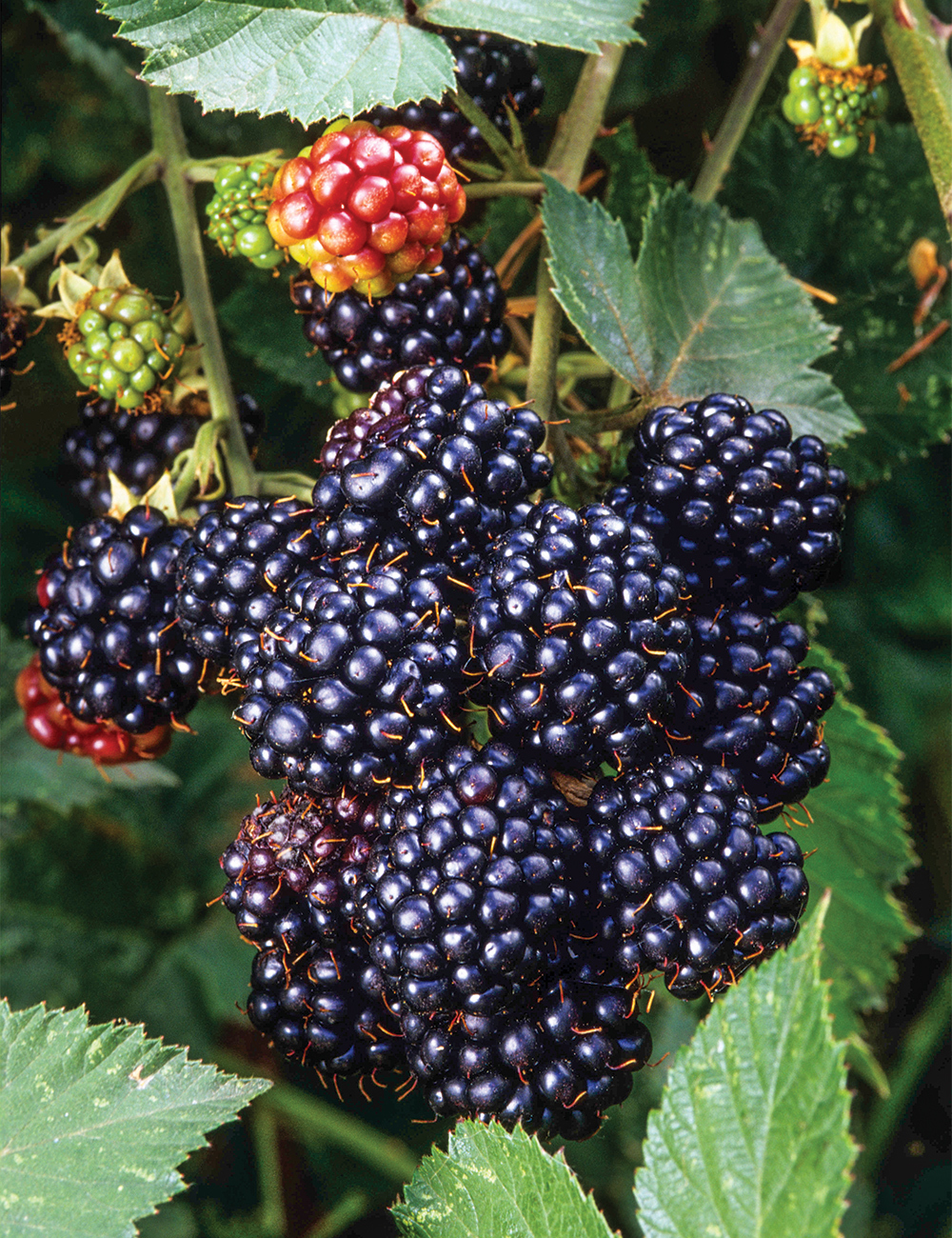 How to Grow Blackberries