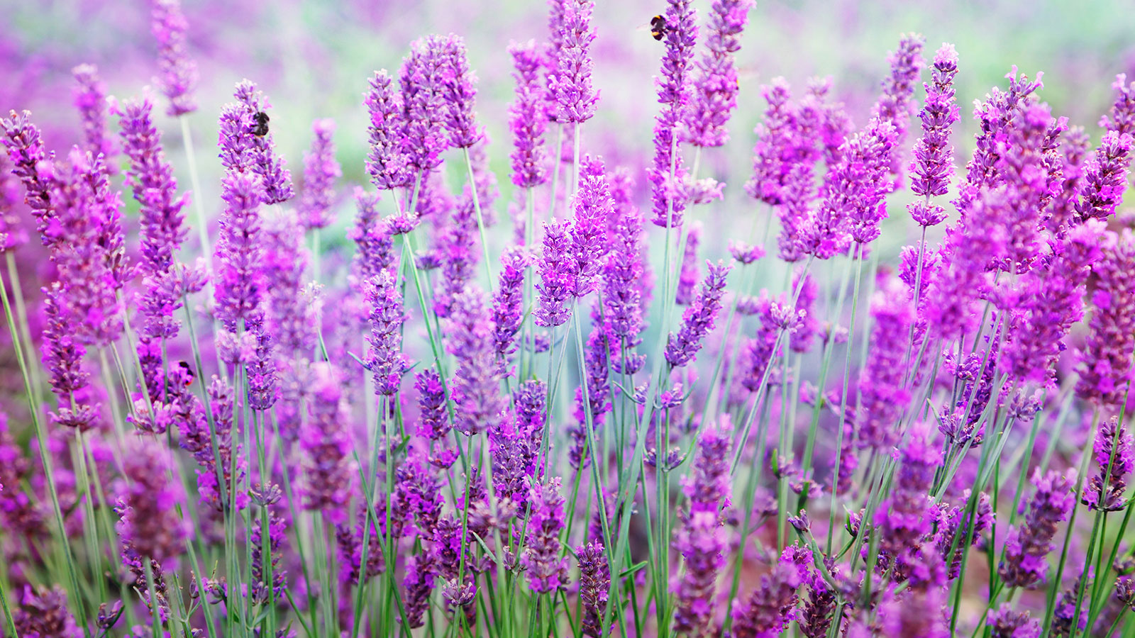 How to Grow Lavender Plants