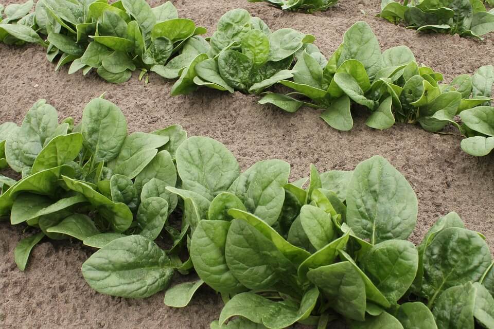 Spinach