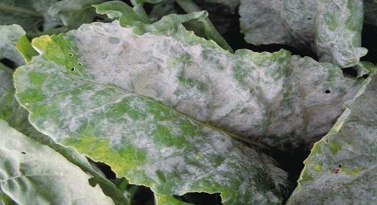 Sugar Beet Cultivation