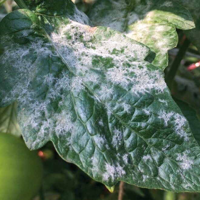 Tomato Diseases
