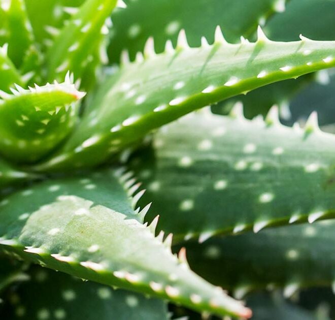 Aloe Vera Plant Care
