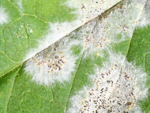 powdery mildew fungicide
