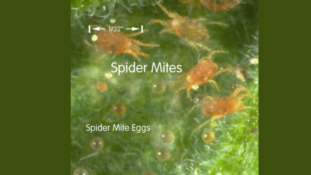 spider mites