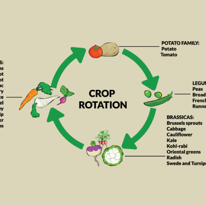 crop rotation