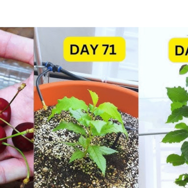 How to Grow Cherry Tree