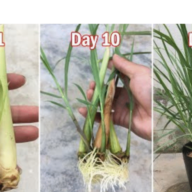How to Grow Lemongrass